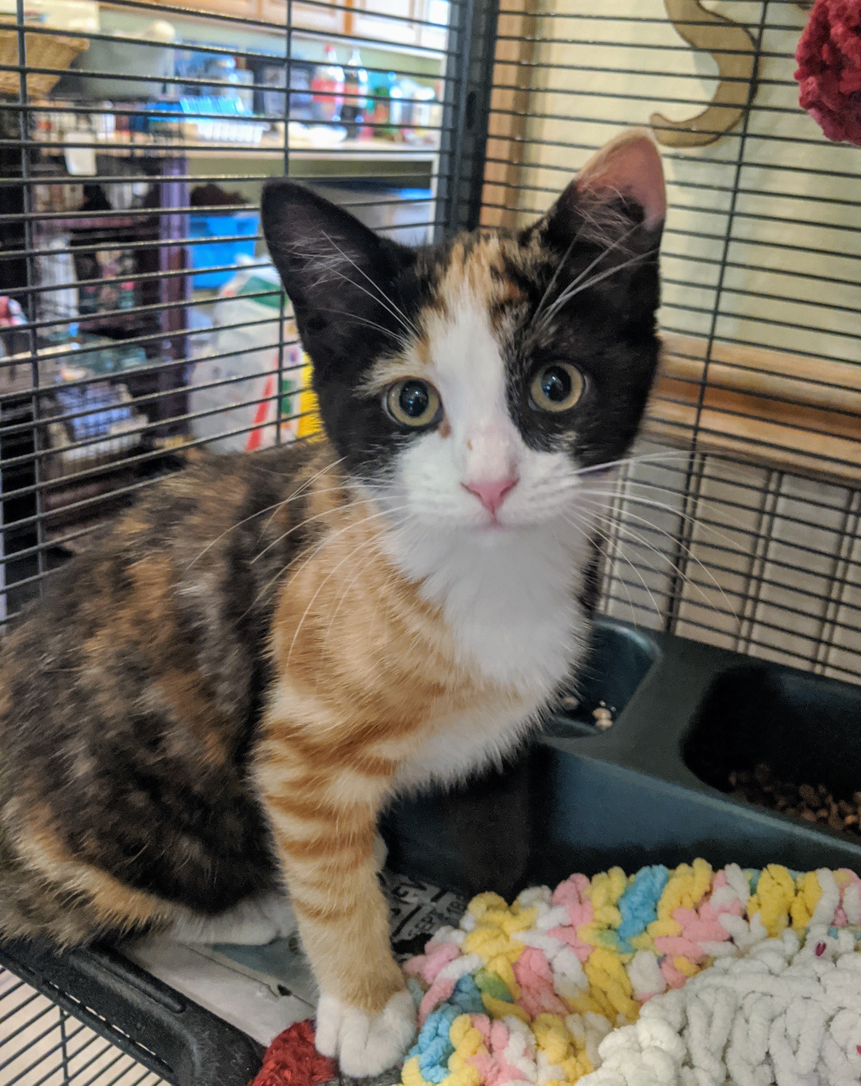 Lots of Kittens!, an adoptable Domestic Short Hair, Domestic Medium Hair in Delhi, NY, 13753 | Photo Image 5