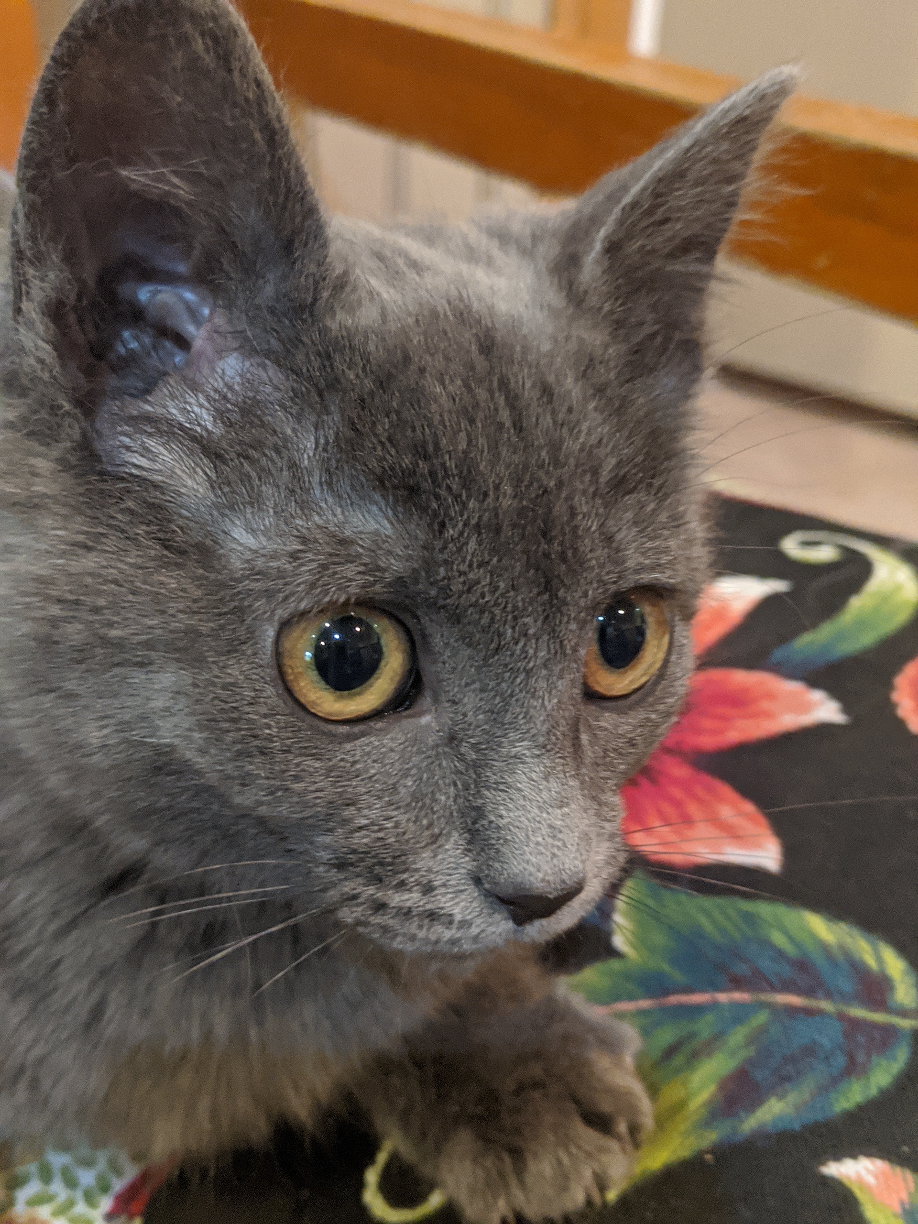 Lots of Kittens!, an adoptable Domestic Short Hair, Domestic Medium Hair in Delhi, NY, 13753 | Photo Image 6