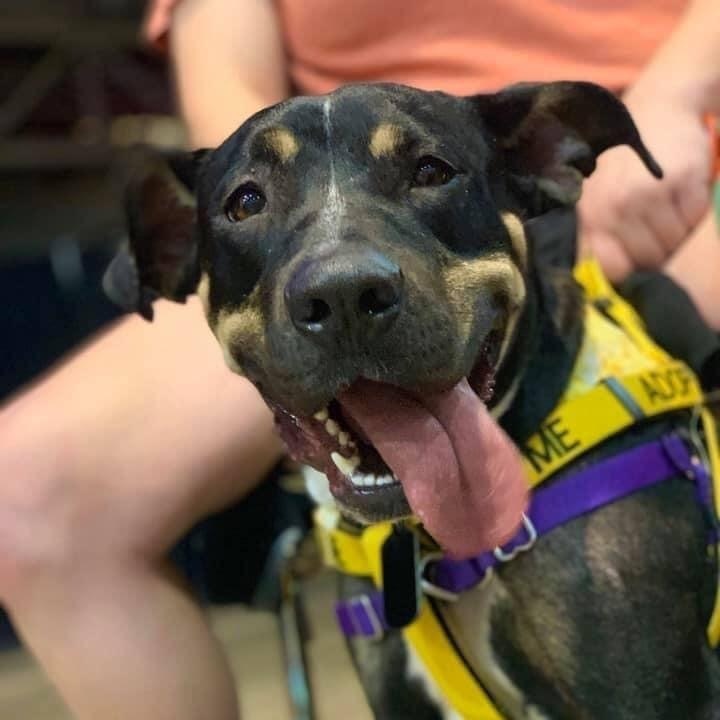 Sammy, an adoptable Labrador Retriever, Pit Bull Terrier in Fredericksburg, VA, 22408 | Photo Image 1