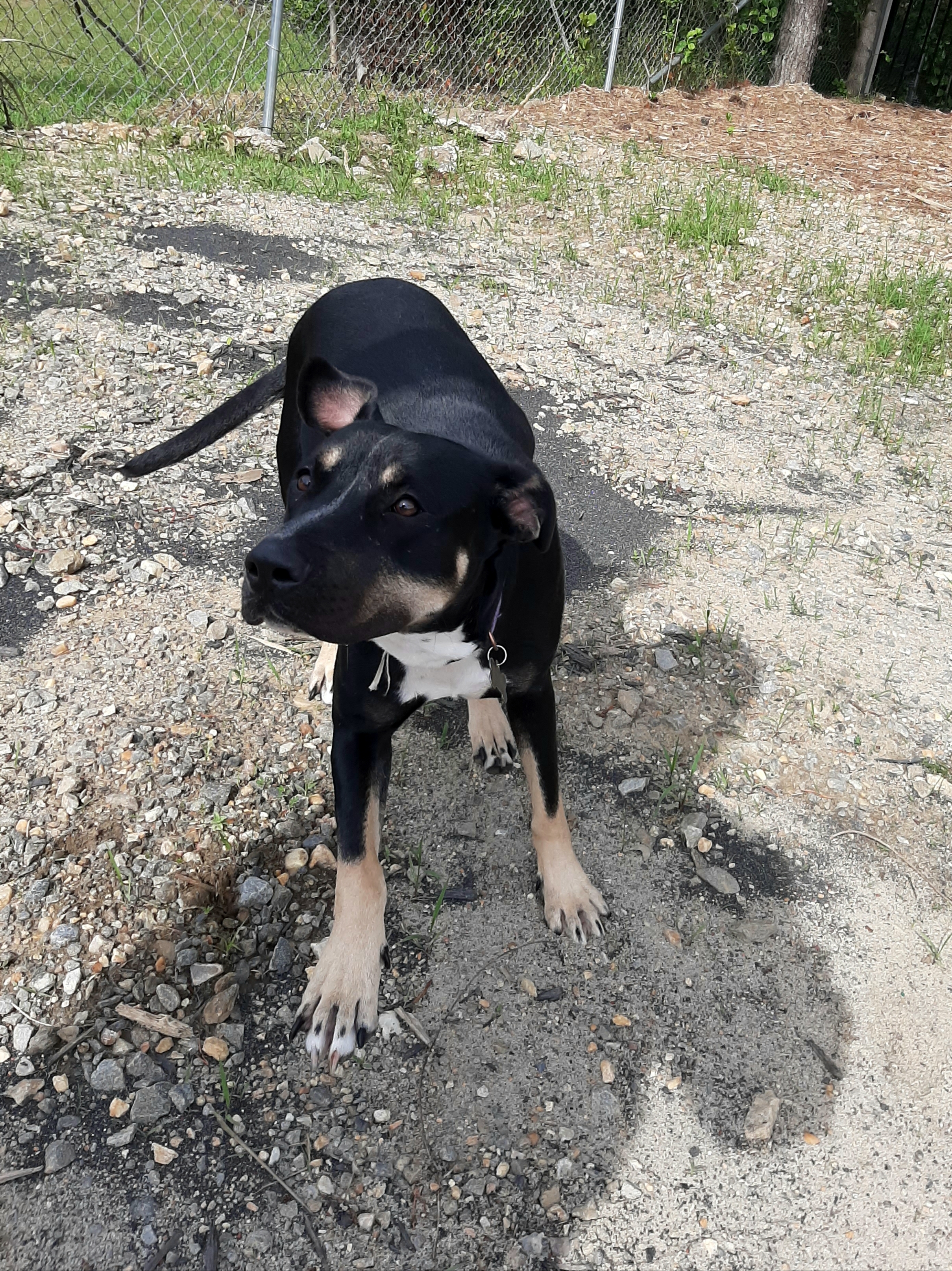 Sammy, an adoptable Labrador Retriever, Pit Bull Terrier in Fredericksburg, VA, 22408 | Photo Image 2