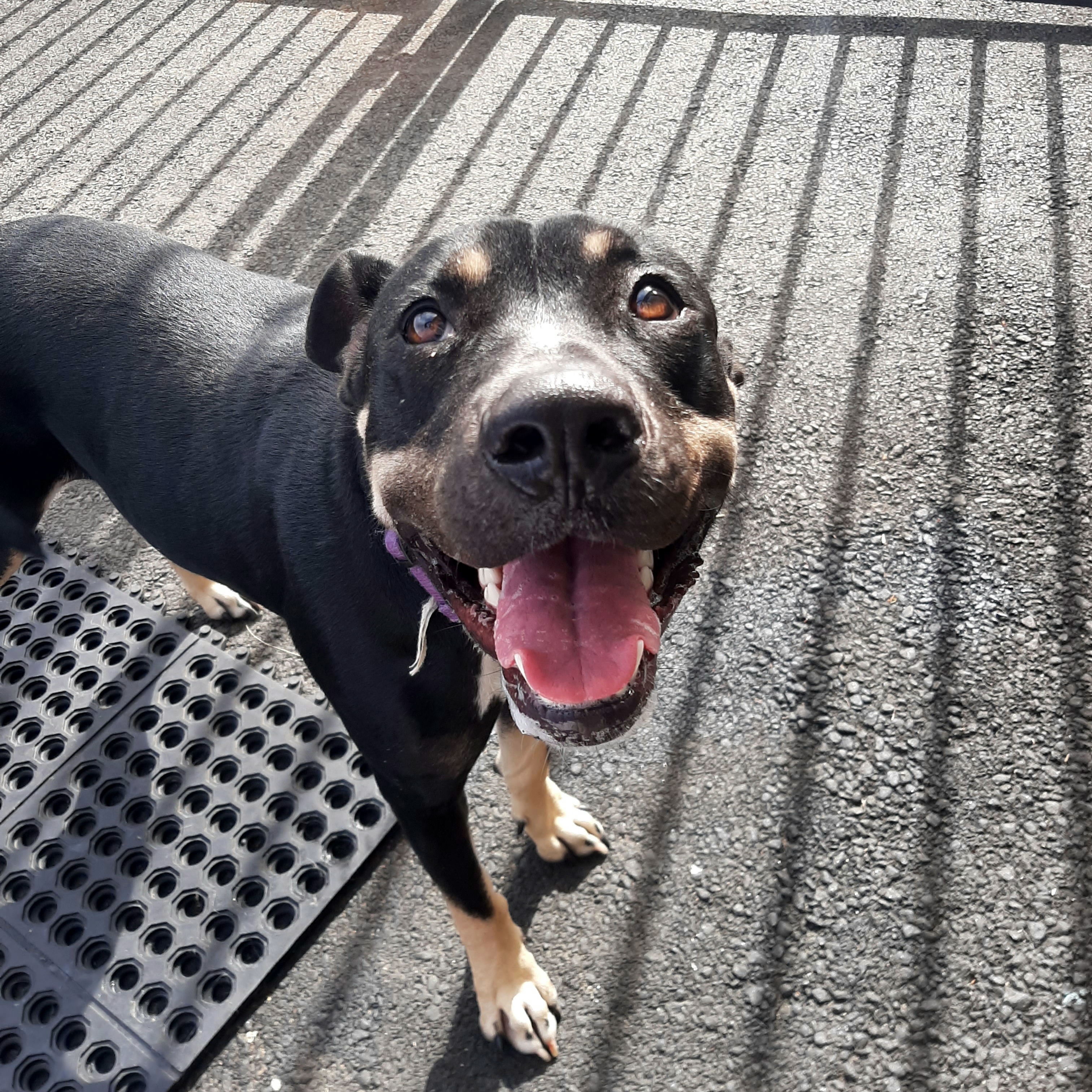 Sammy, an adoptable Labrador Retriever, Pit Bull Terrier in Fredericksburg, VA, 22408 | Photo Image 3