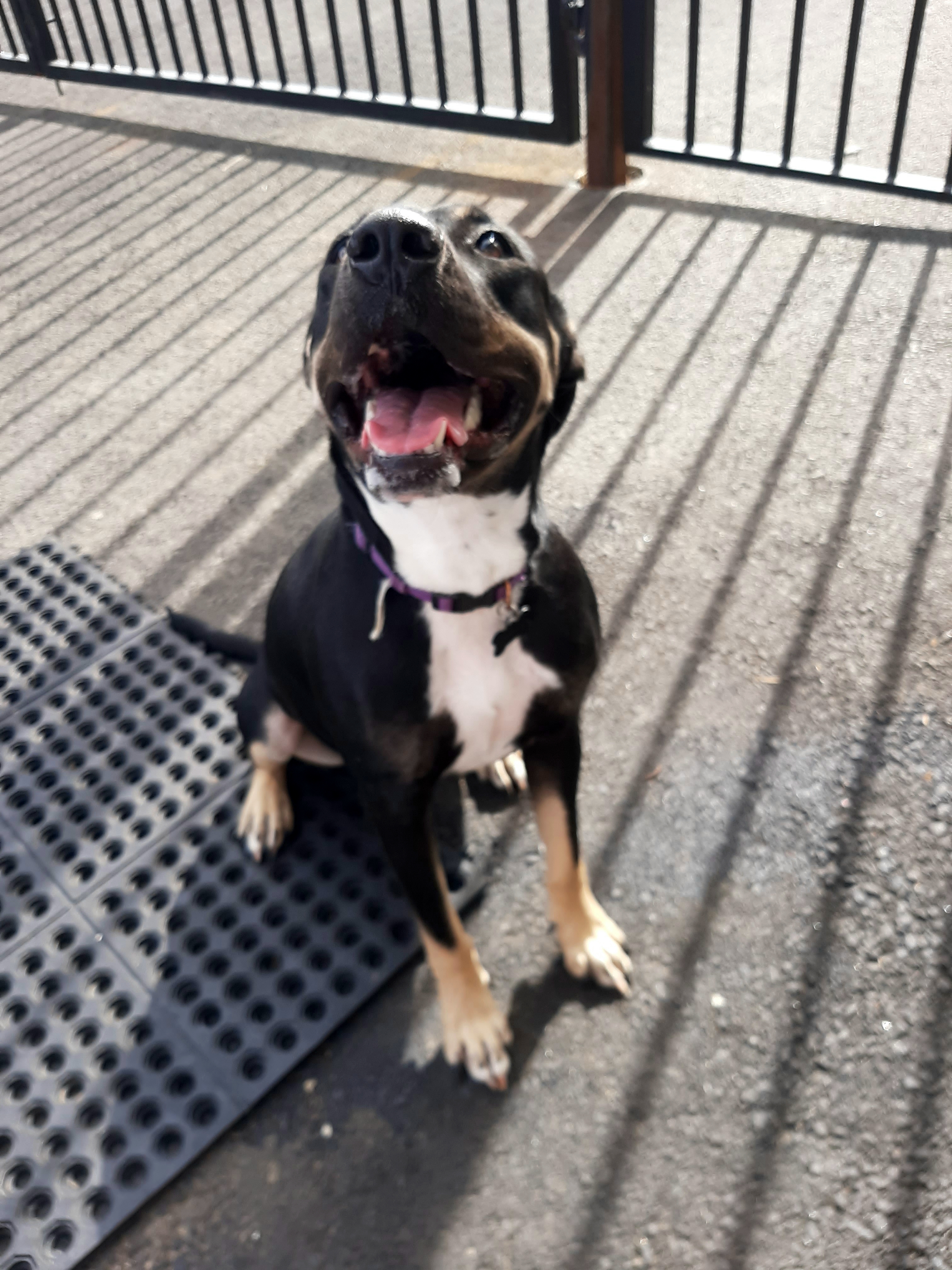 Sammy, an adoptable Labrador Retriever, Pit Bull Terrier in Fredericksburg, VA, 22408 | Photo Image 5