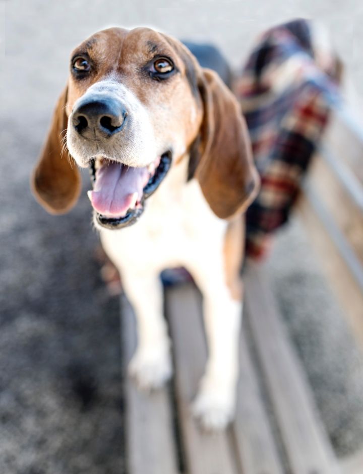 Rounder, an adopted Treeing Walker Coonhound Mix in Cincinnati, OH_image-1