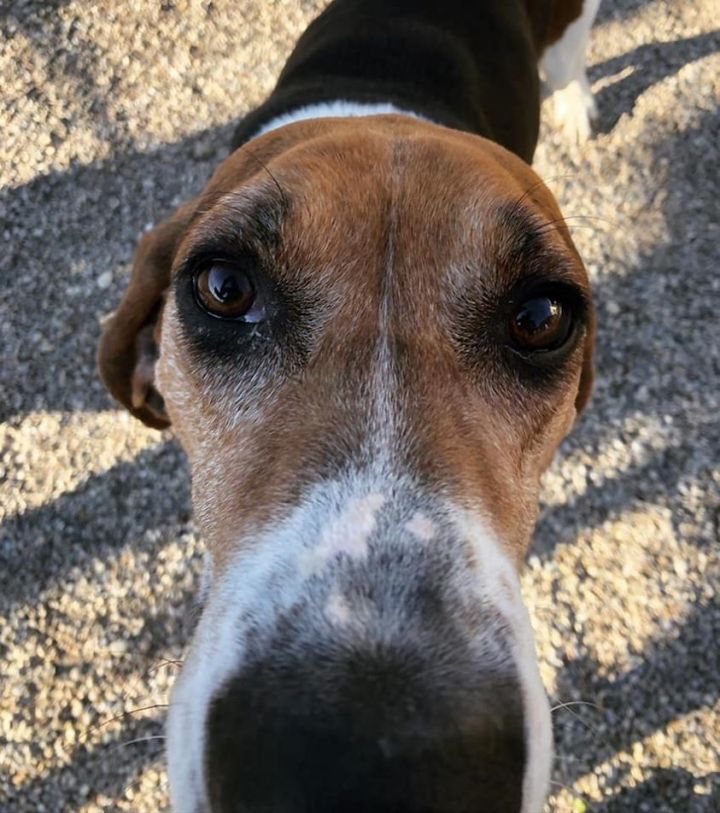 Rounder, an adopted Treeing Walker Coonhound Mix in Cincinnati, OH_image-2
