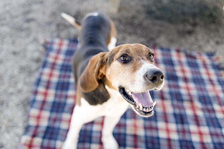 Rounder, an adopted Treeing Walker Coonhound Mix in Cincinnati, OH_image-4