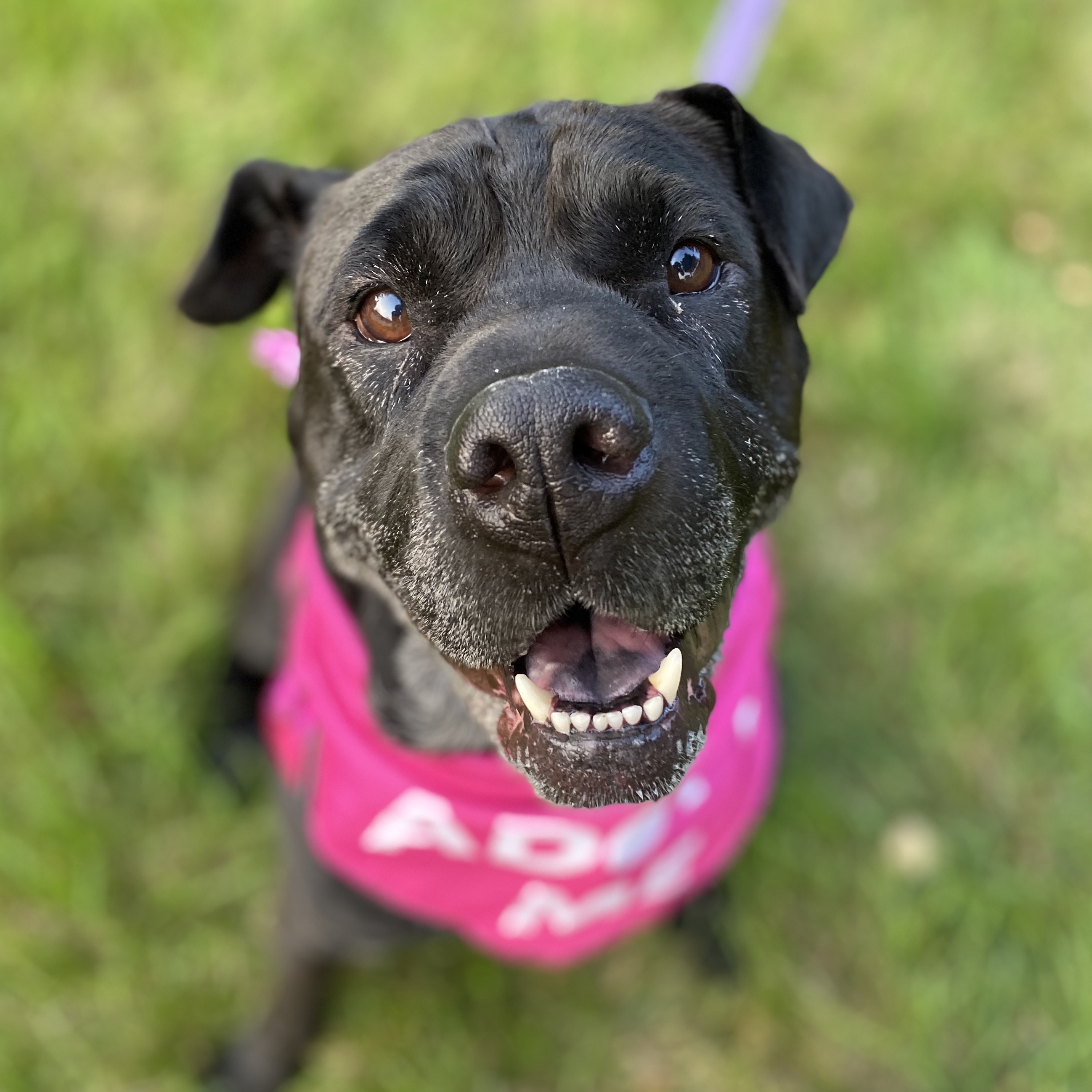 Shallow, an adoptable Shar-Pei, Mixed Breed in Itasca, IL, 60143 | Photo Image 2