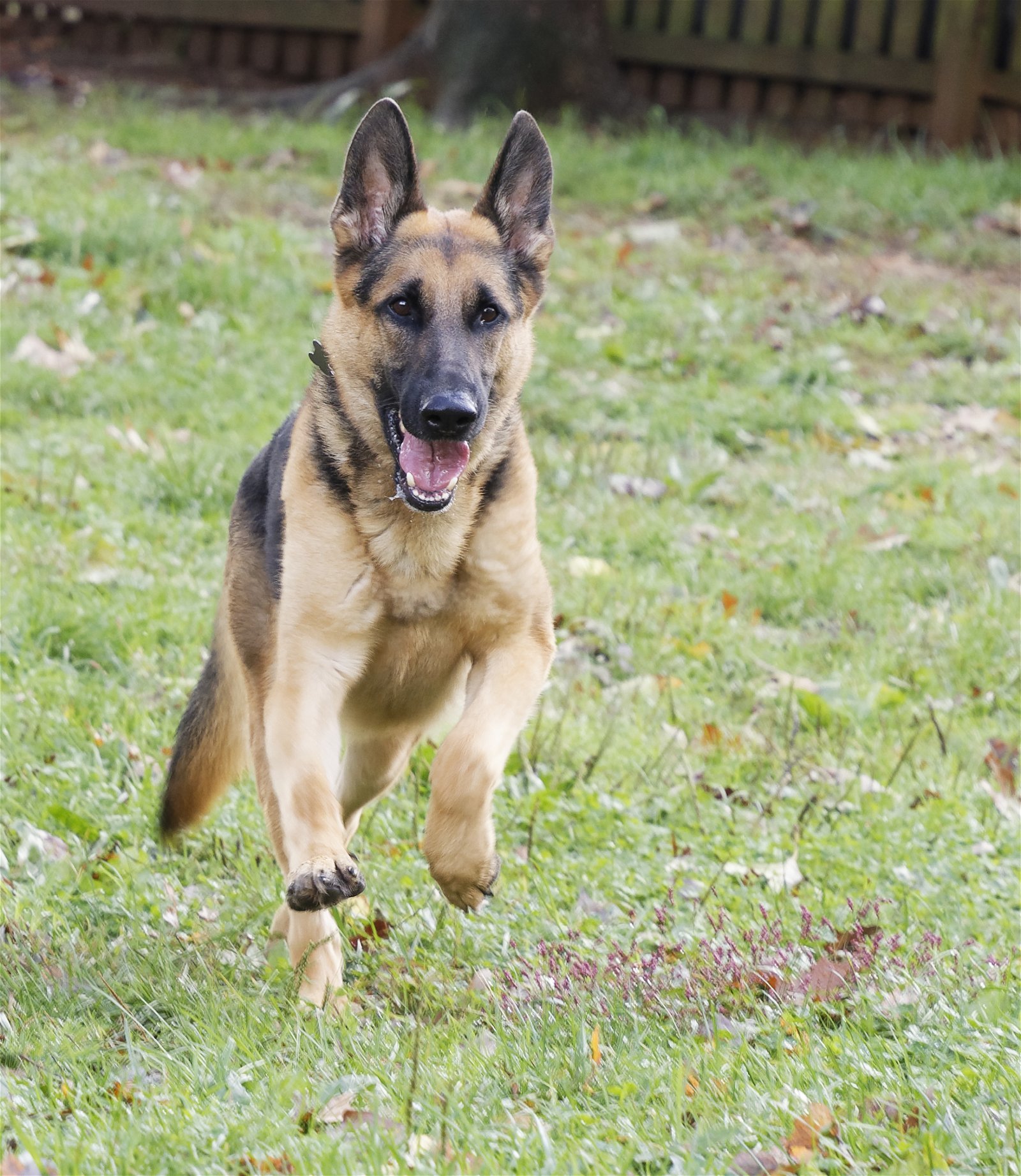 Chase, an adoptable German Shepherd Dog in Baltimore, MD, 21203 | Photo Image 1