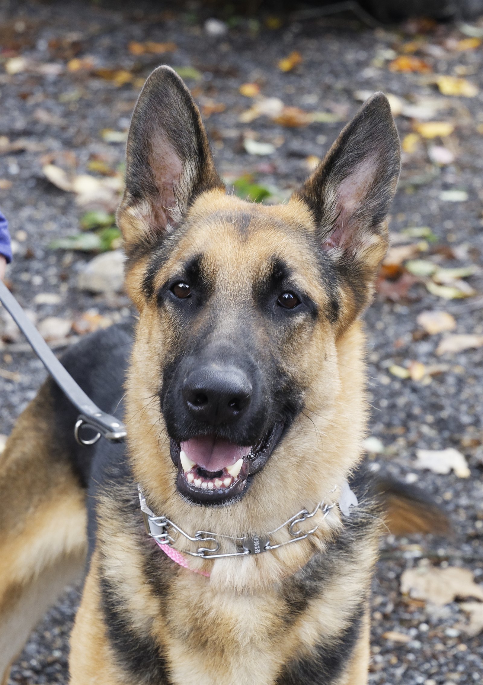 Chase, an adoptable German Shepherd Dog in Baltimore, MD, 21203 | Photo Image 2
