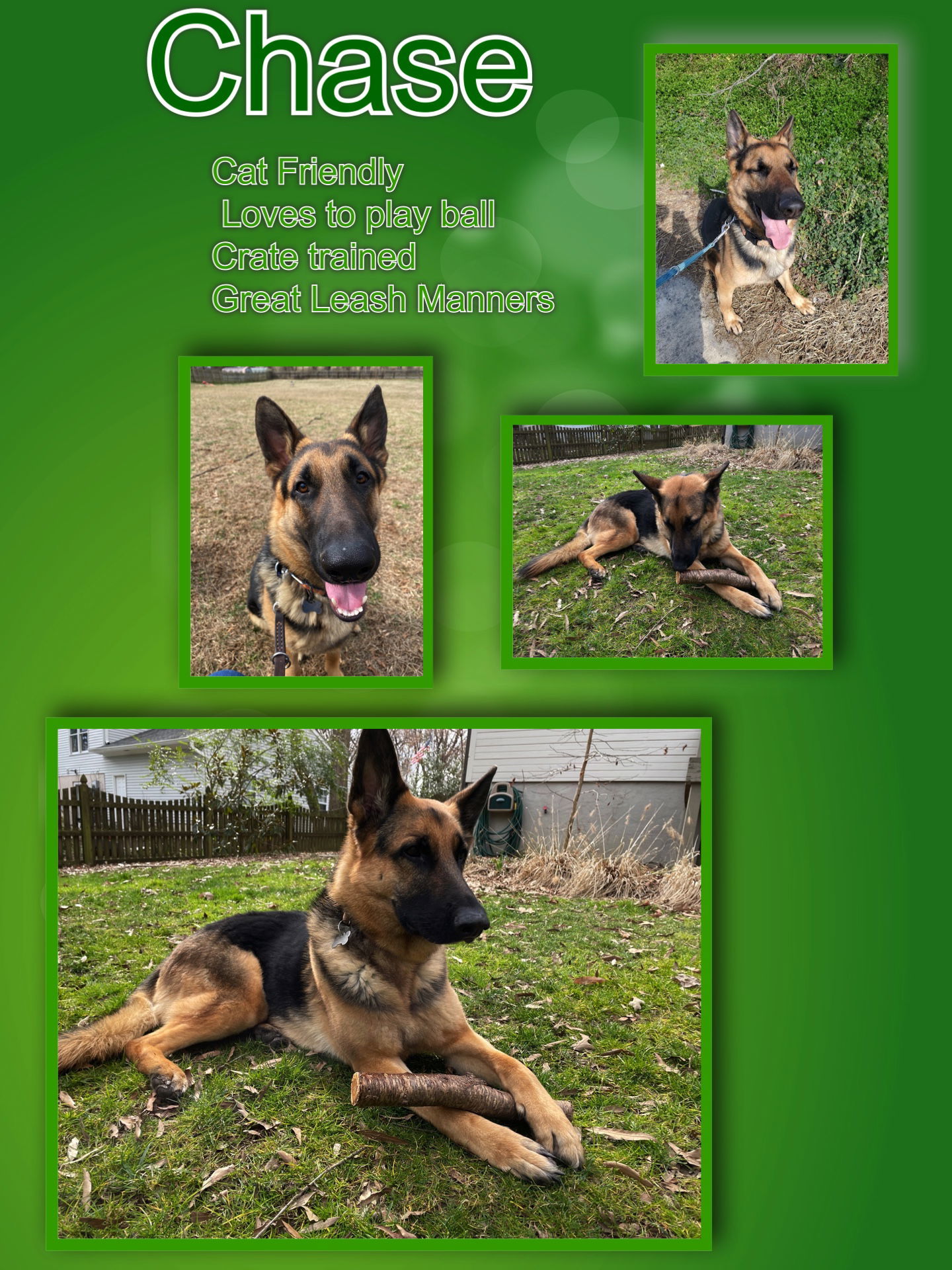 Chase, an adoptable German Shepherd Dog in Baltimore, MD, 21203 | Photo Image 3