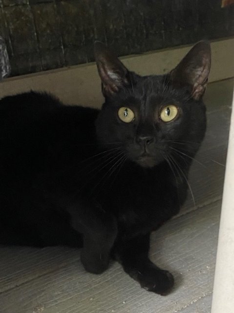 GYPSI, an adoptable Domestic Short Hair in New Bern, NC, 28563 | Photo Image 1