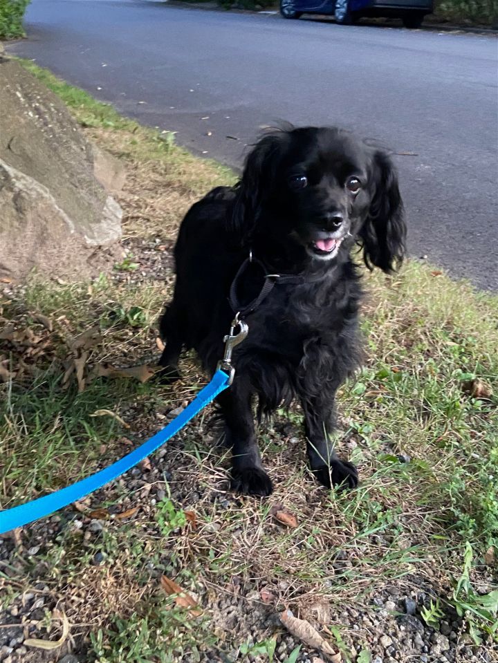 Cocker spaniel sale pomeranian mix black