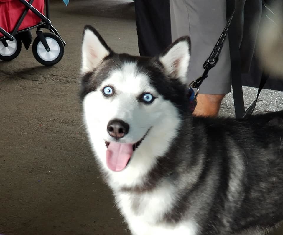 Blu, an adoptable Siberian Husky in Ontario, NY, 14519 | Photo Image 1