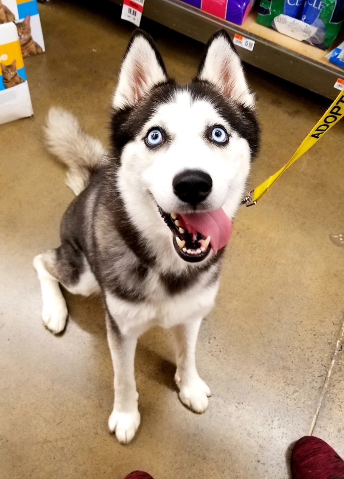 Blu, an adoptable Siberian Husky in Ontario, NY, 14519 | Photo Image 2