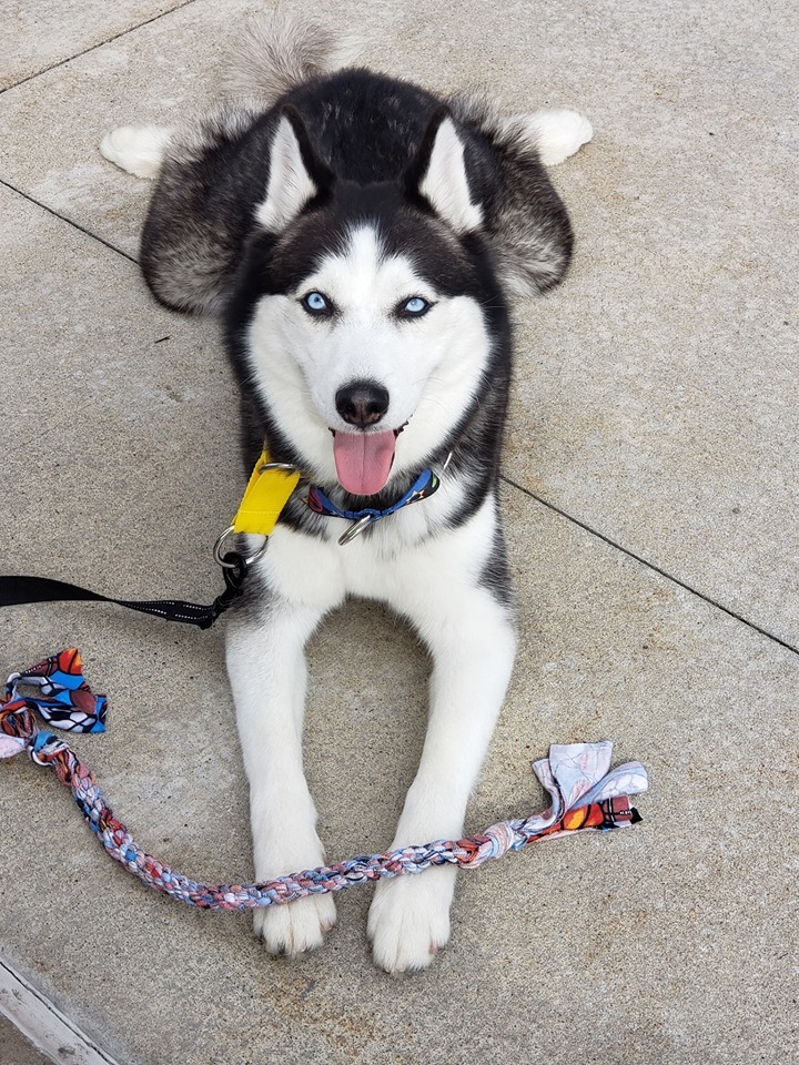 Blu, an adoptable Siberian Husky in Ontario, NY, 14519 | Photo Image 3