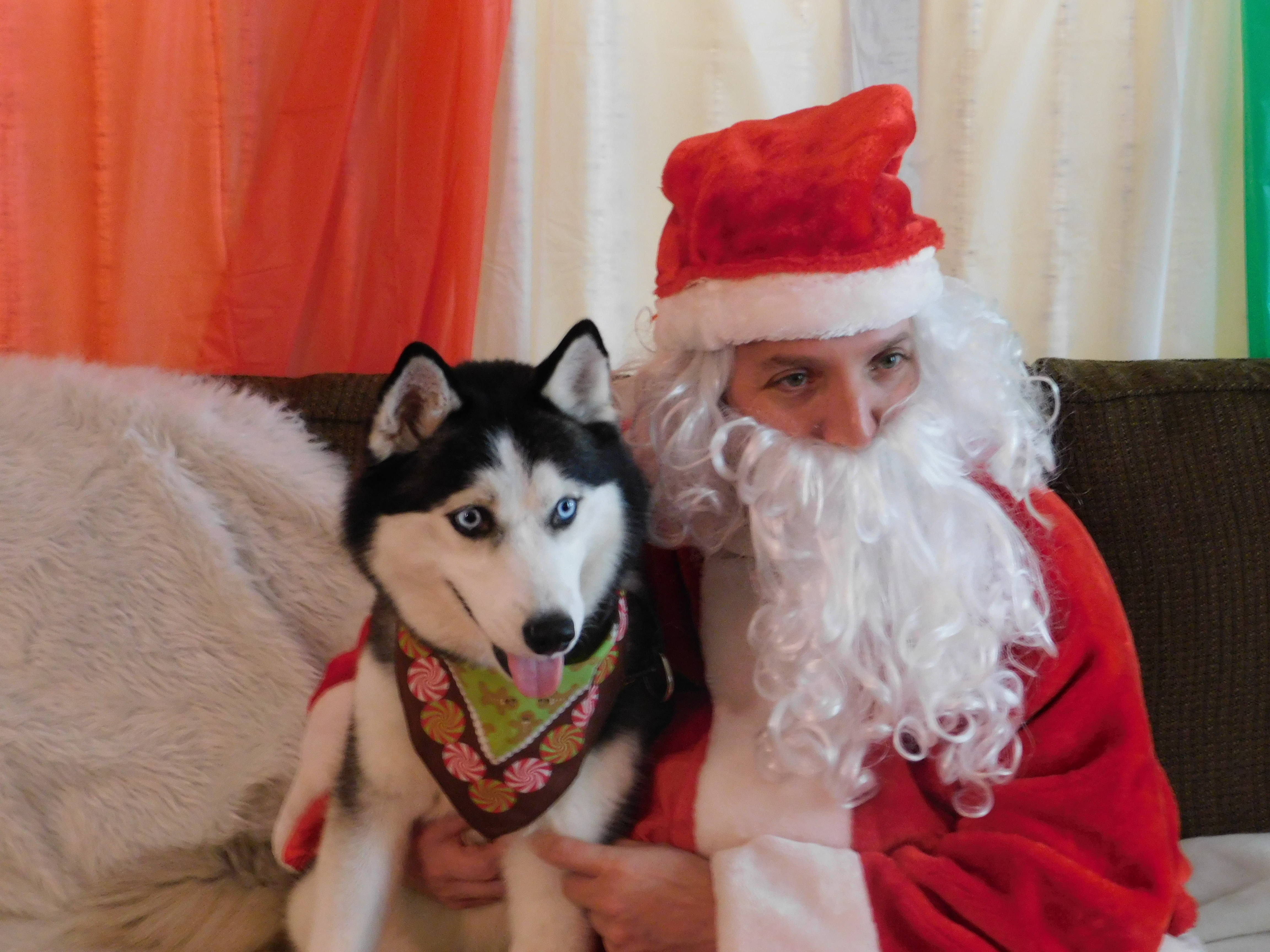 Blu, an adoptable Siberian Husky in Ontario, NY, 14519 | Photo Image 4
