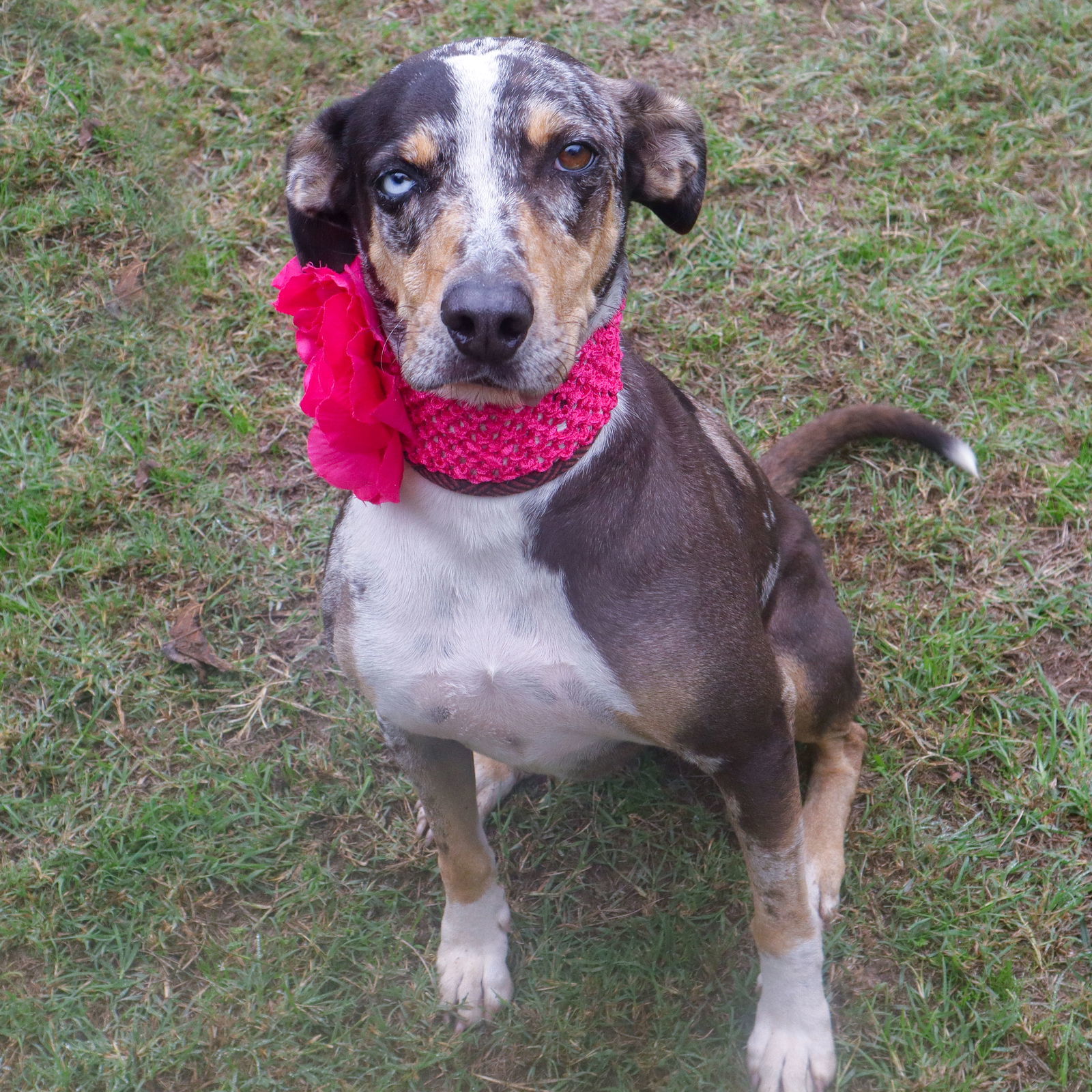 Shirley, an adoptable Hound, Australian Shepherd in Gun Barrel City, TX, 75147 | Photo Image 1