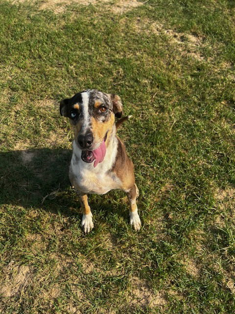 Shirley, an adoptable Hound, Australian Shepherd in Gun Barrel City, TX, 75147 | Photo Image 2