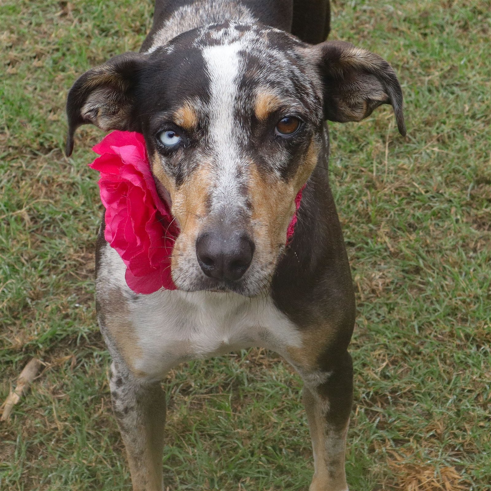 Shirley, an adoptable Hound, Australian Shepherd in Gun Barrel City, TX, 75147 | Photo Image 3
