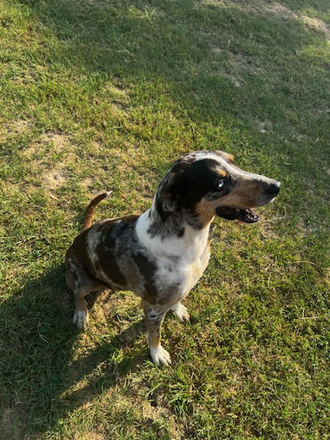 Shirley, an adoptable Hound, Australian Shepherd in Gun Barrel City, TX, 75147 | Photo Image 3