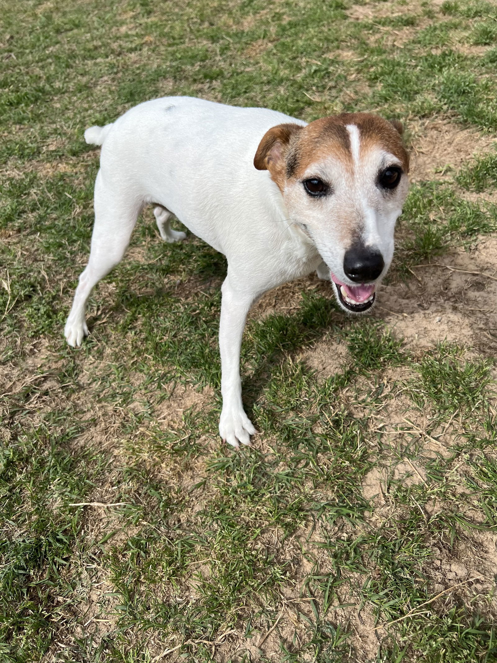 Jack Jack, an adoptable Jack Russell Terrier in Gun Barrel City, TX, 75147 | Photo Image 1