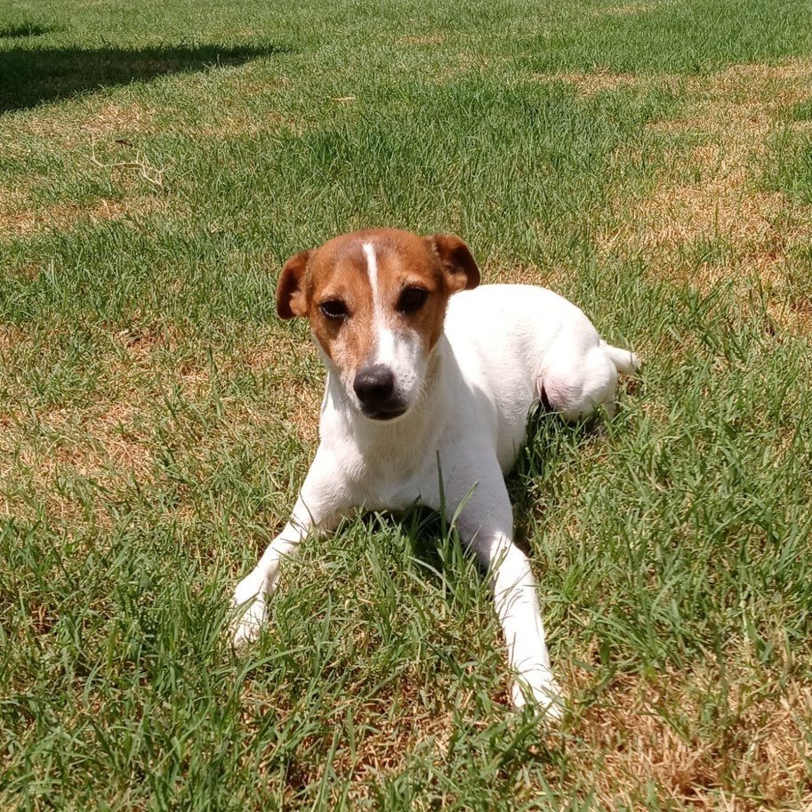 Jack Jack, an adoptable Jack Russell Terrier in Gun Barrel City, TX, 75147 | Photo Image 2