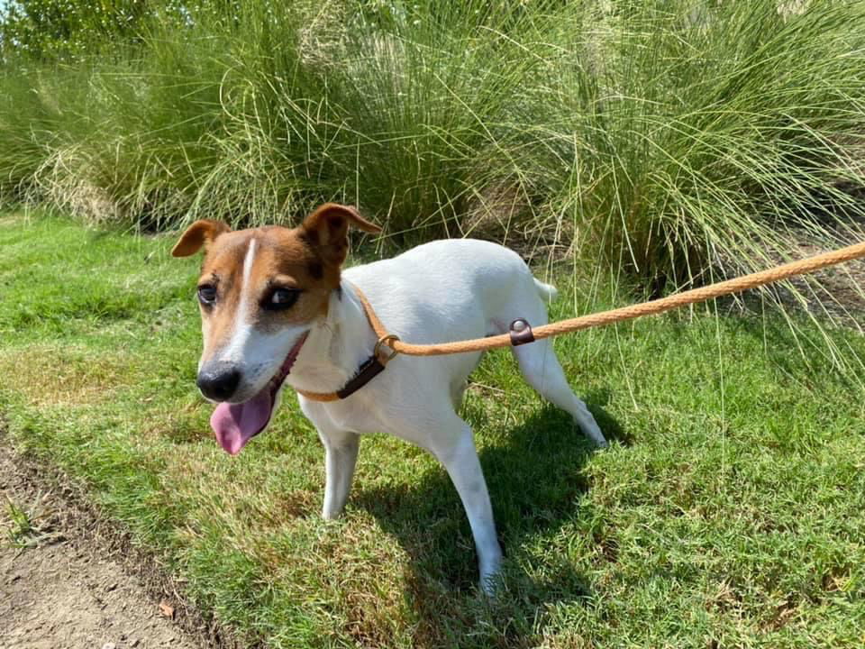 Jack Jack, an adoptable Jack Russell Terrier in Gun Barrel City, TX, 75147 | Photo Image 2