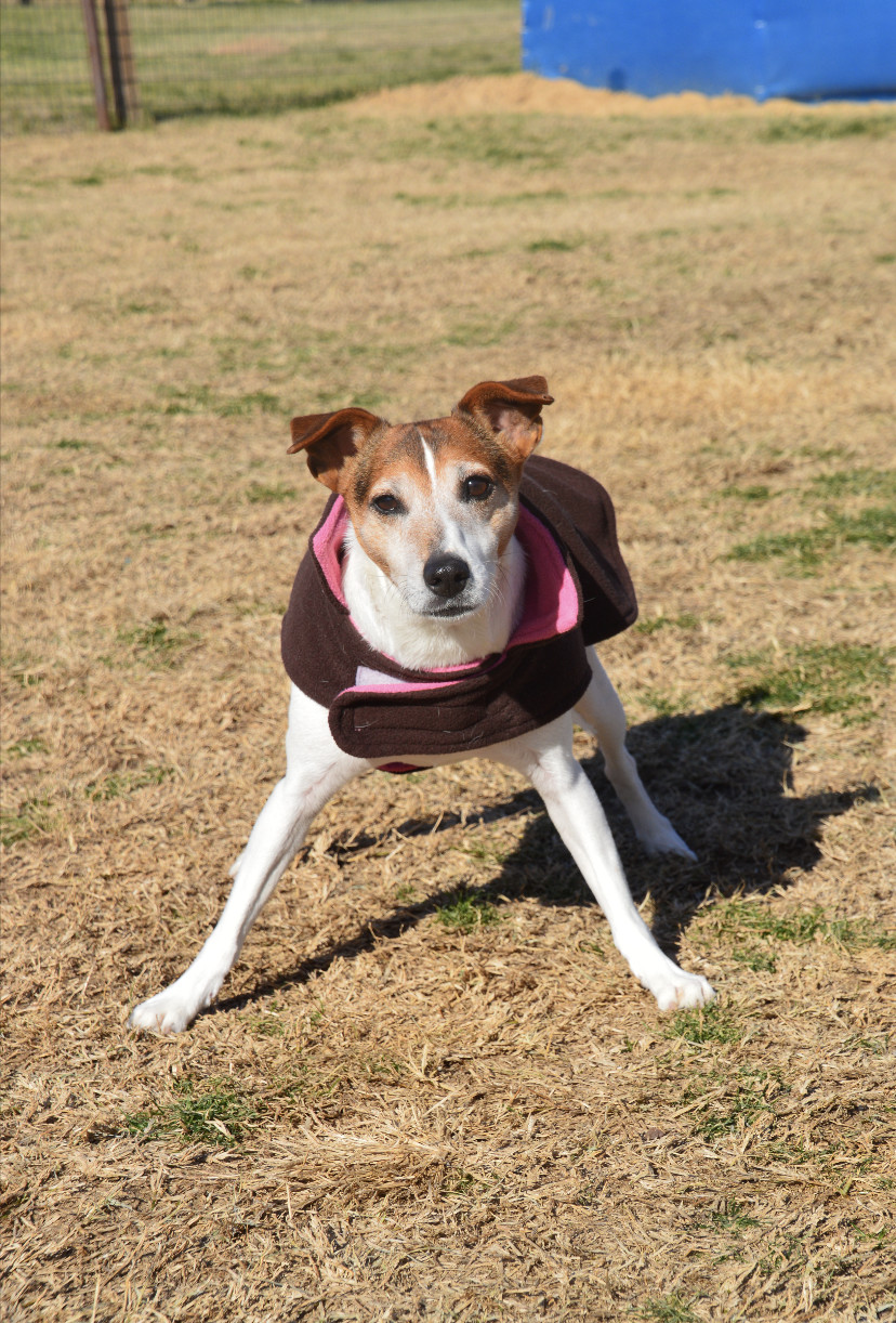 Jack Jack, an adoptable Jack Russell Terrier in Gun Barrel City, TX, 75147 | Photo Image 3