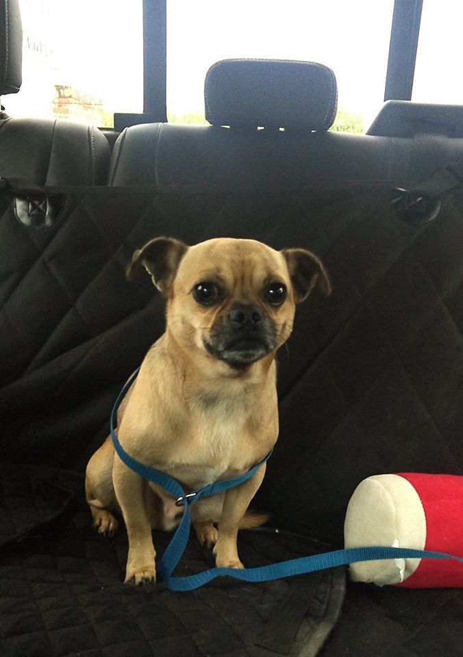 Auggie, an adoptable Pug, Chihuahua in Woodstock, GA, 30189 | Photo Image 4