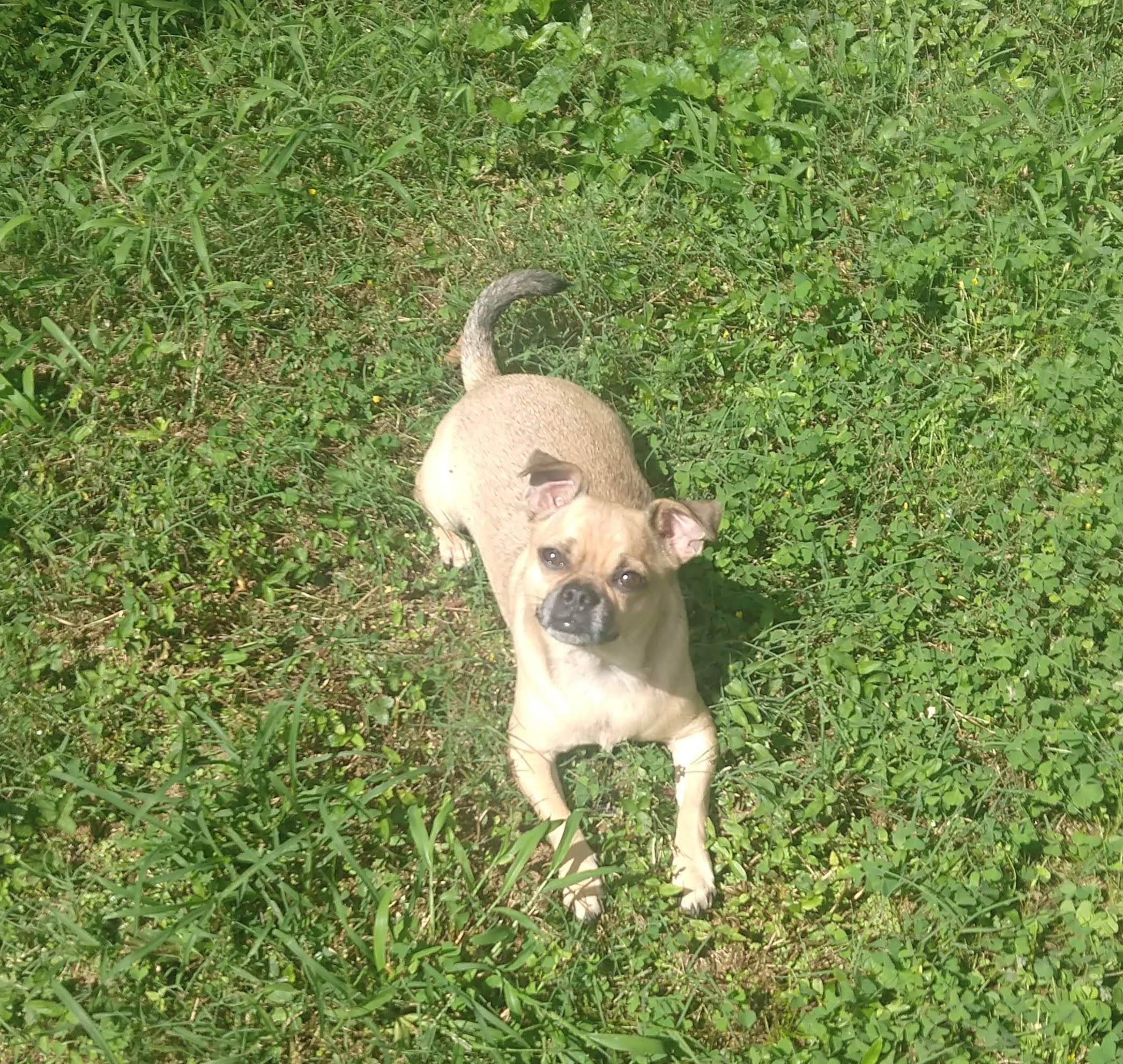 Auggie, an adoptable Pug, Chihuahua in Woodstock, GA, 30189 | Photo Image 1