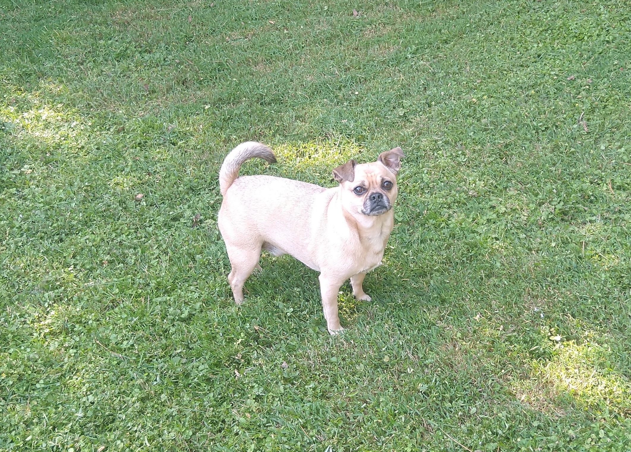 Auggie, an adoptable Pug, Chihuahua in Woodstock, GA, 30189 | Photo Image 5