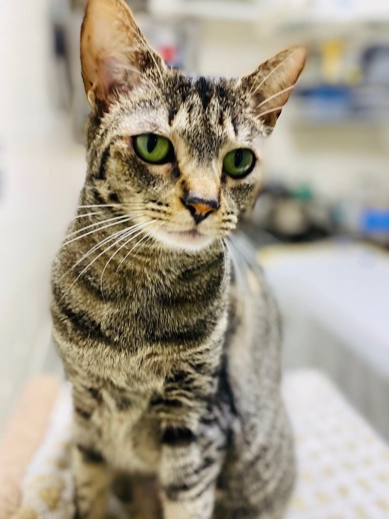 Columbia, an adoptable Domestic Short Hair, Tabby in Fort Lauderdale, FL, 33304 | Photo Image 1