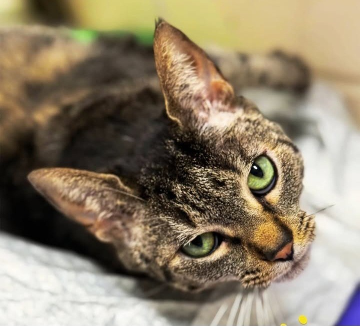 Columbia, an adoptable Domestic Short Hair, Tabby in Fort Lauderdale, FL, 33304 | Photo Image 1