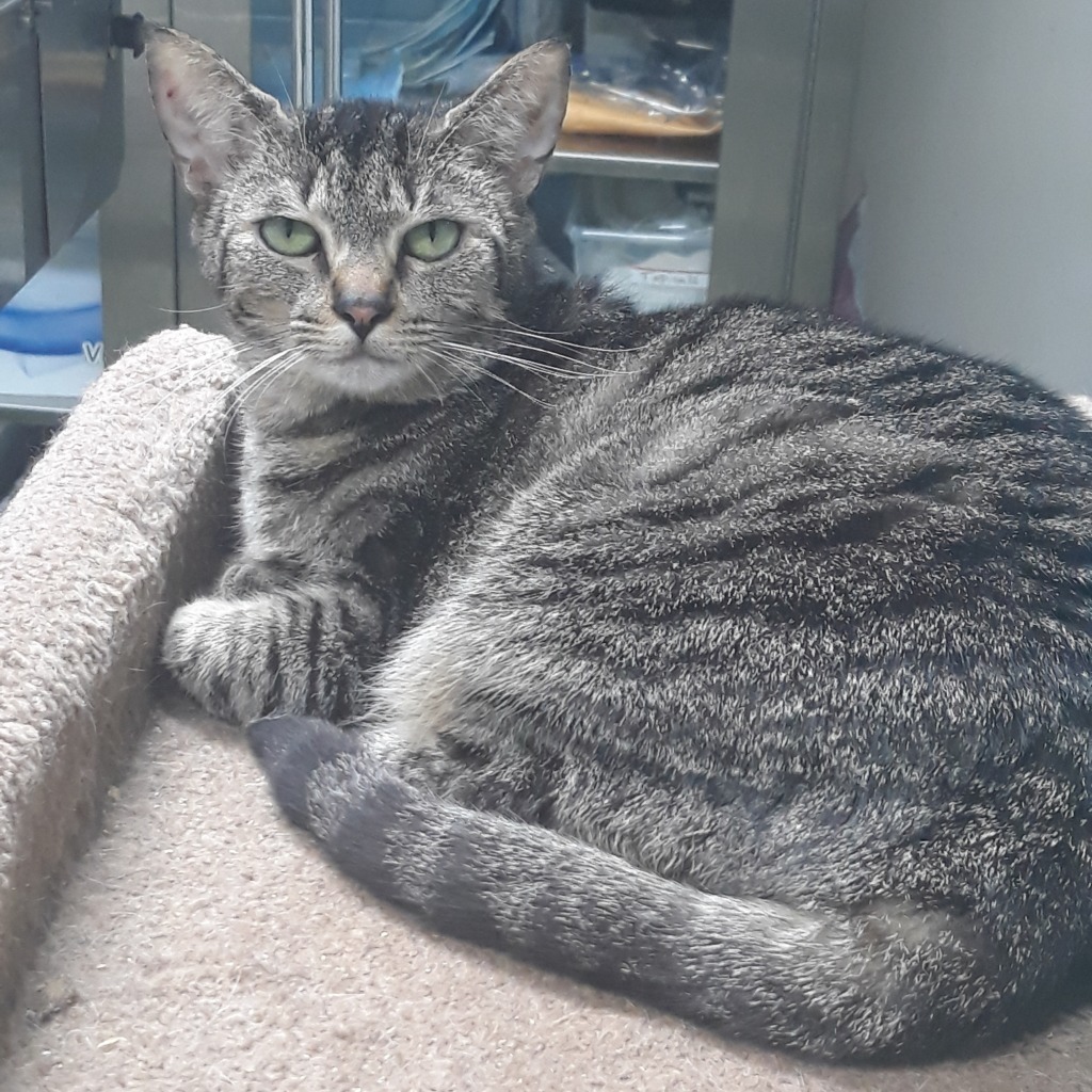 Columbia, an adoptable Domestic Short Hair, Tabby in Fort Lauderdale, FL, 33304 | Photo Image 2