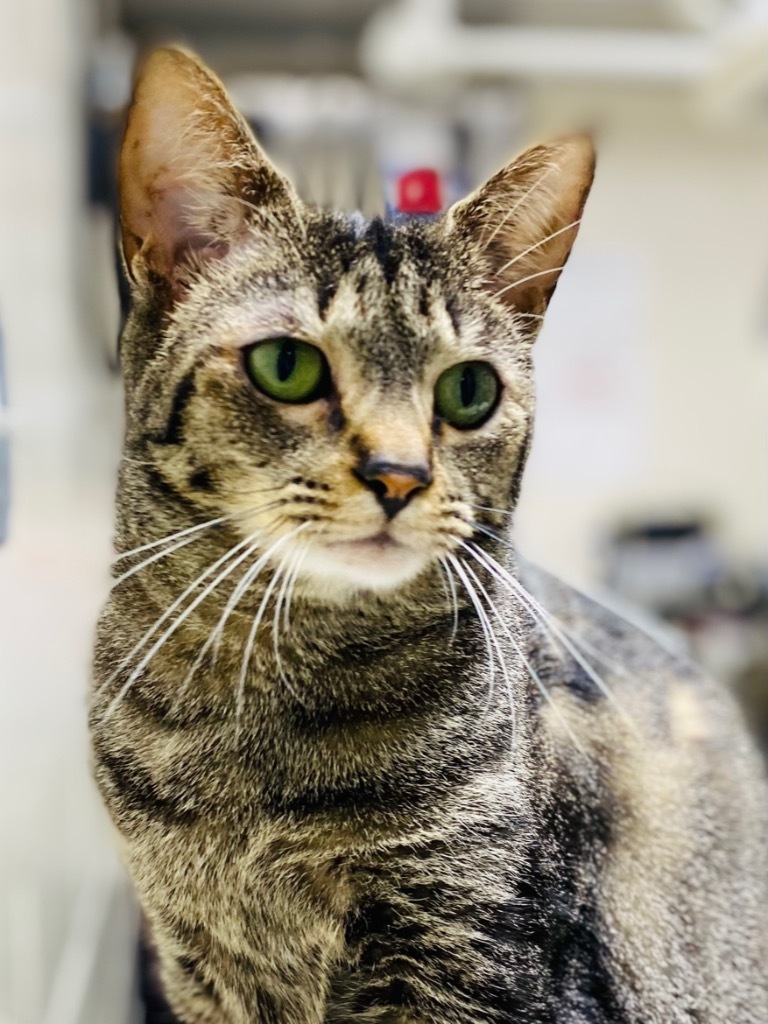 Columbia, an adoptable Domestic Short Hair, Tabby in Fort Lauderdale, FL, 33304 | Photo Image 3