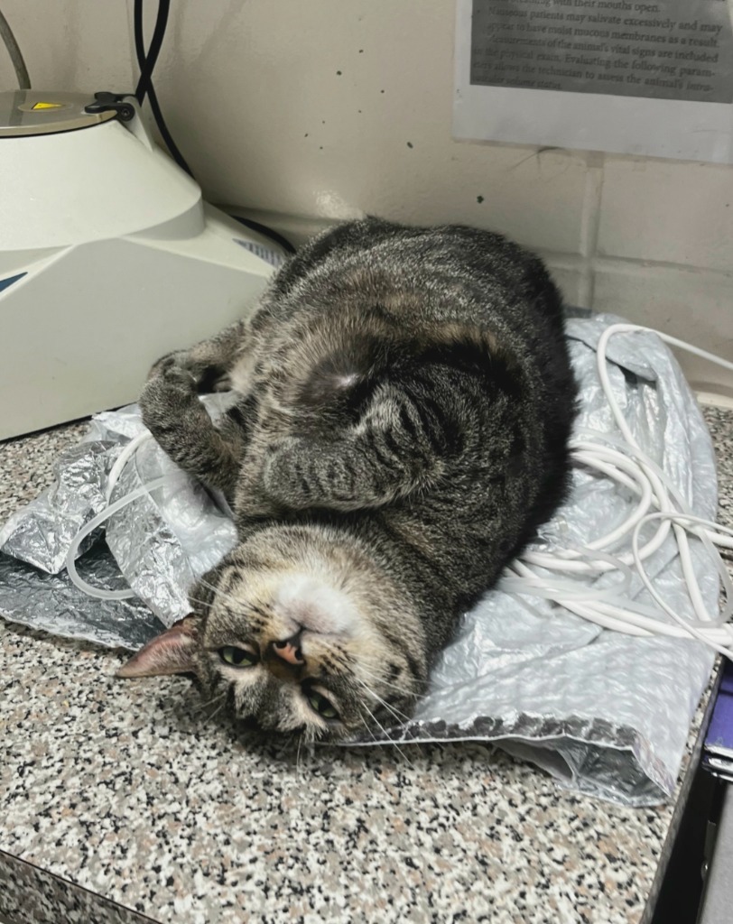 Columbia, an adoptable Domestic Short Hair, Tabby in Fort Lauderdale, FL, 33304 | Photo Image 4