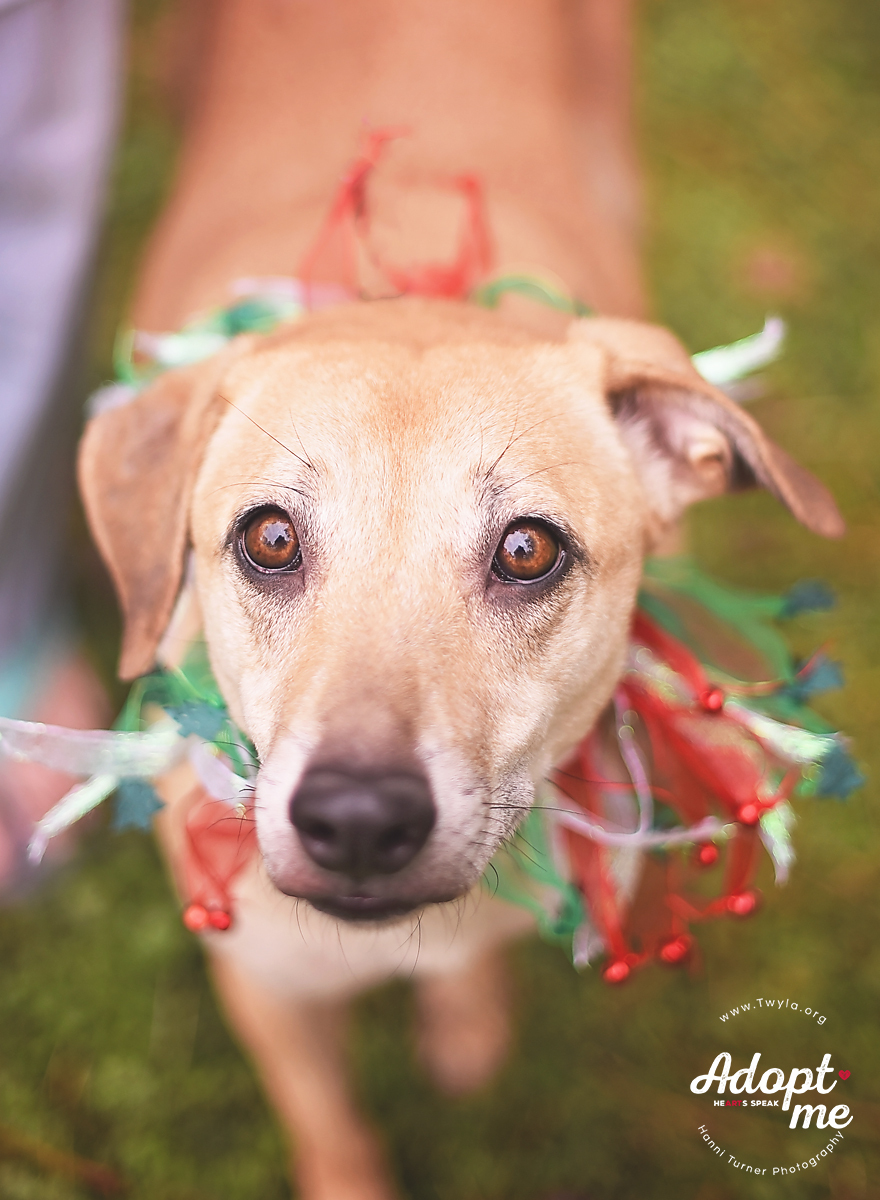 Cora, an adoptable Labrador Retriever in Kingwood, TX, 77339 | Photo Image 1