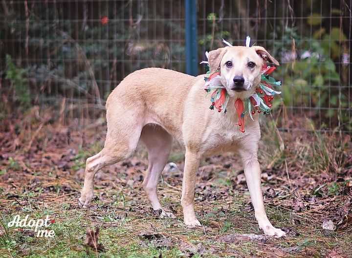 Cora, an adoptable Labrador Retriever Mix in Kingwood, TX_image-3