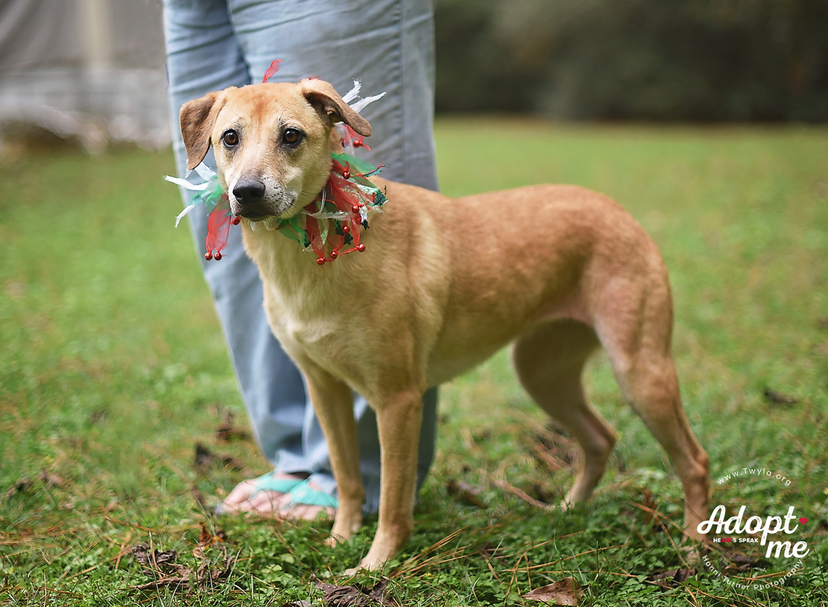 Cora, an adoptable Labrador Retriever in Kingwood, TX, 77339 | Photo Image 4
