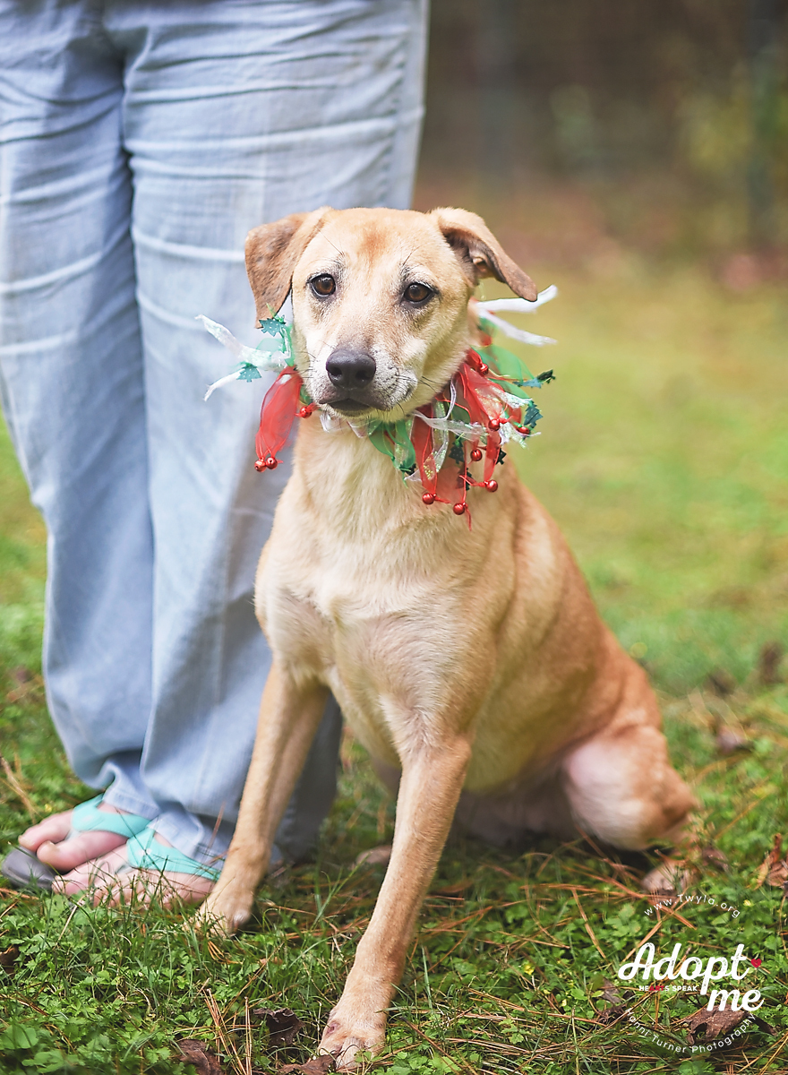 Cora, an adoptable Labrador Retriever in Kingwood, TX, 77339 | Photo Image 5