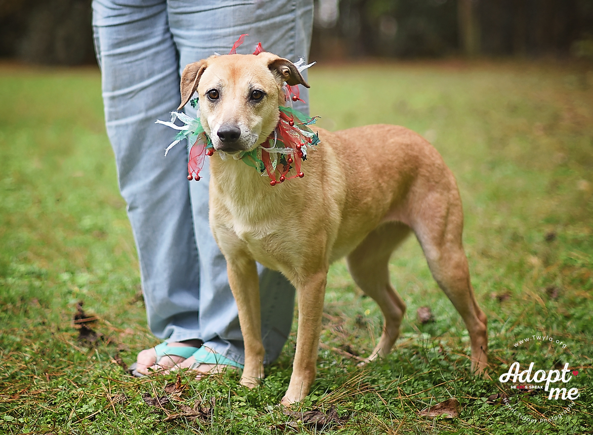 Cora, an adoptable Labrador Retriever in Kingwood, TX, 77339 | Photo Image 6