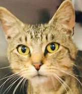 Cosmo, an adoptable Domestic Short Hair in Portsmouth, OH, 45662 | Photo Image 1