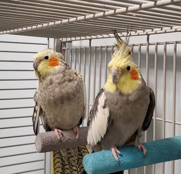 Cockatiels for deals adoption near me