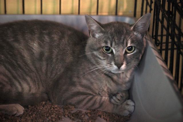 Darrow, an adoptable Domestic Short Hair in Pittsboro, NC, 27312 | Photo Image 1