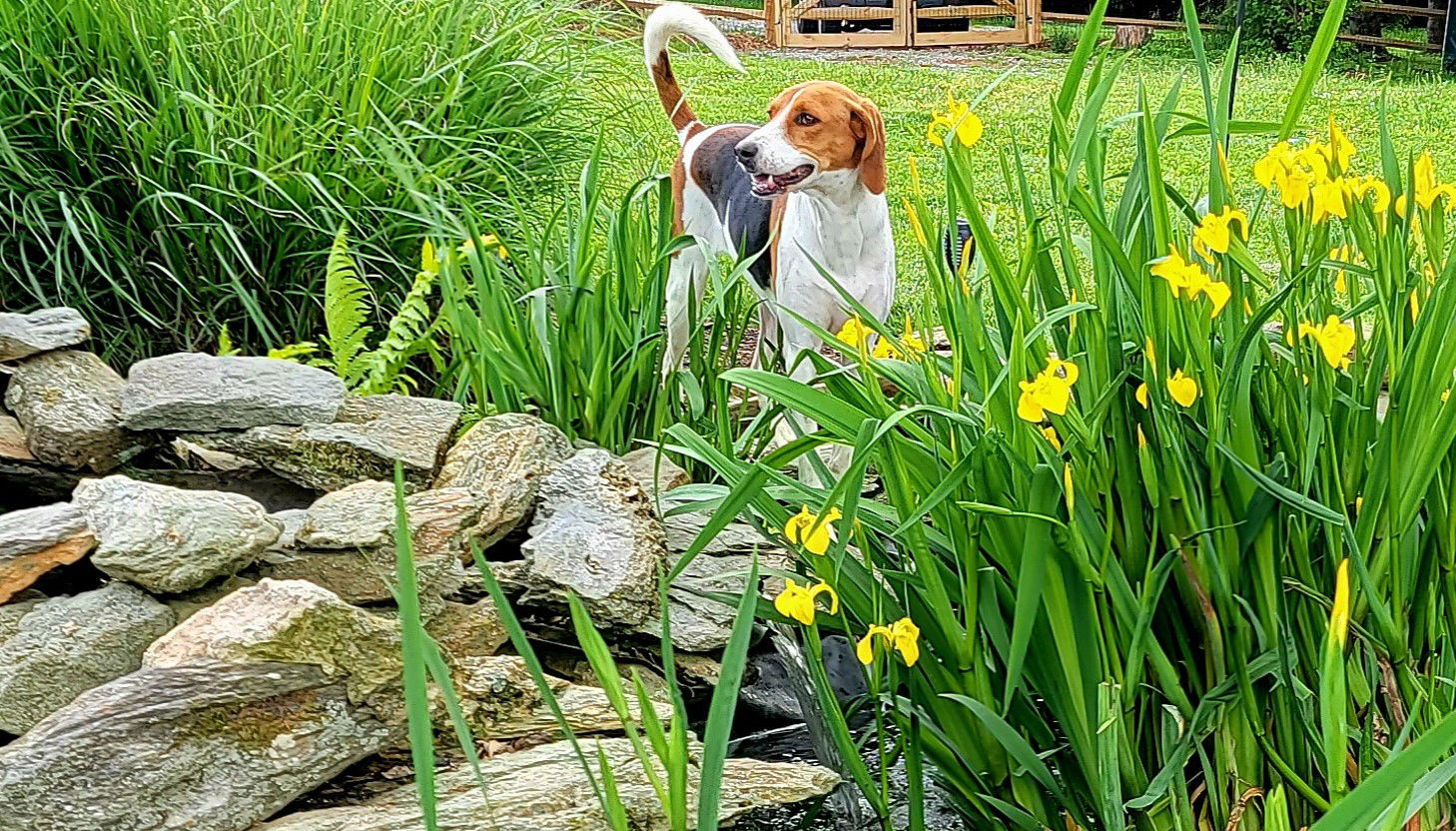 Sparkles, an adoptable Treeing Walker Coonhound in Elizabethtown, PA, 17022 | Photo Image 1