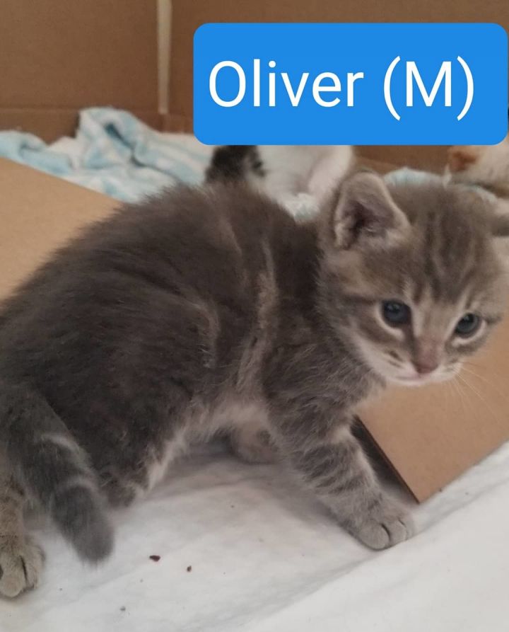 Oliver 3
