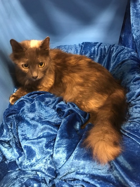 Cat for adoption - Vivian, a Maine Coon in Gainesville, FL ...