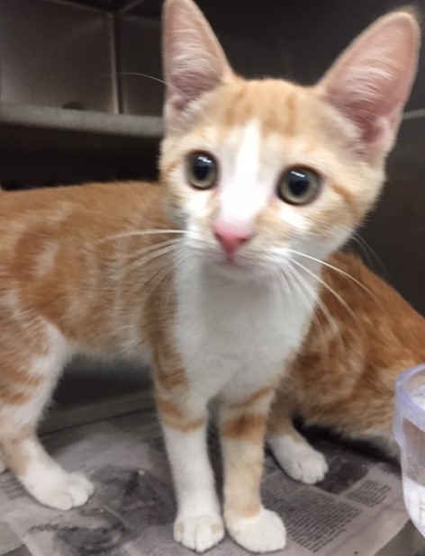 Essie, an adoptable Domestic Short Hair in Powell, OH, 43065 | Photo Image 2