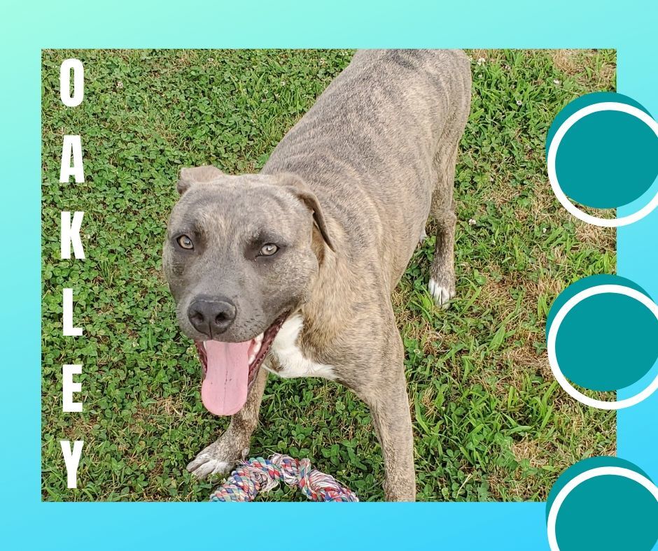 Oakley, an adoptable American Staffordshire Terrier in Jackson, TN, 38305 | Photo Image 2