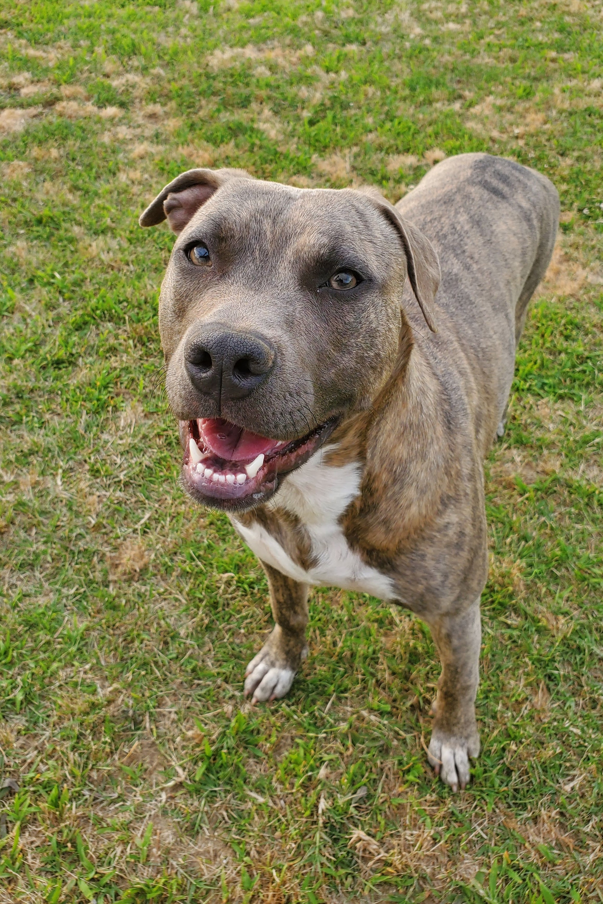Oakley, an adoptable American Staffordshire Terrier in Jackson, TN, 38305 | Photo Image 1