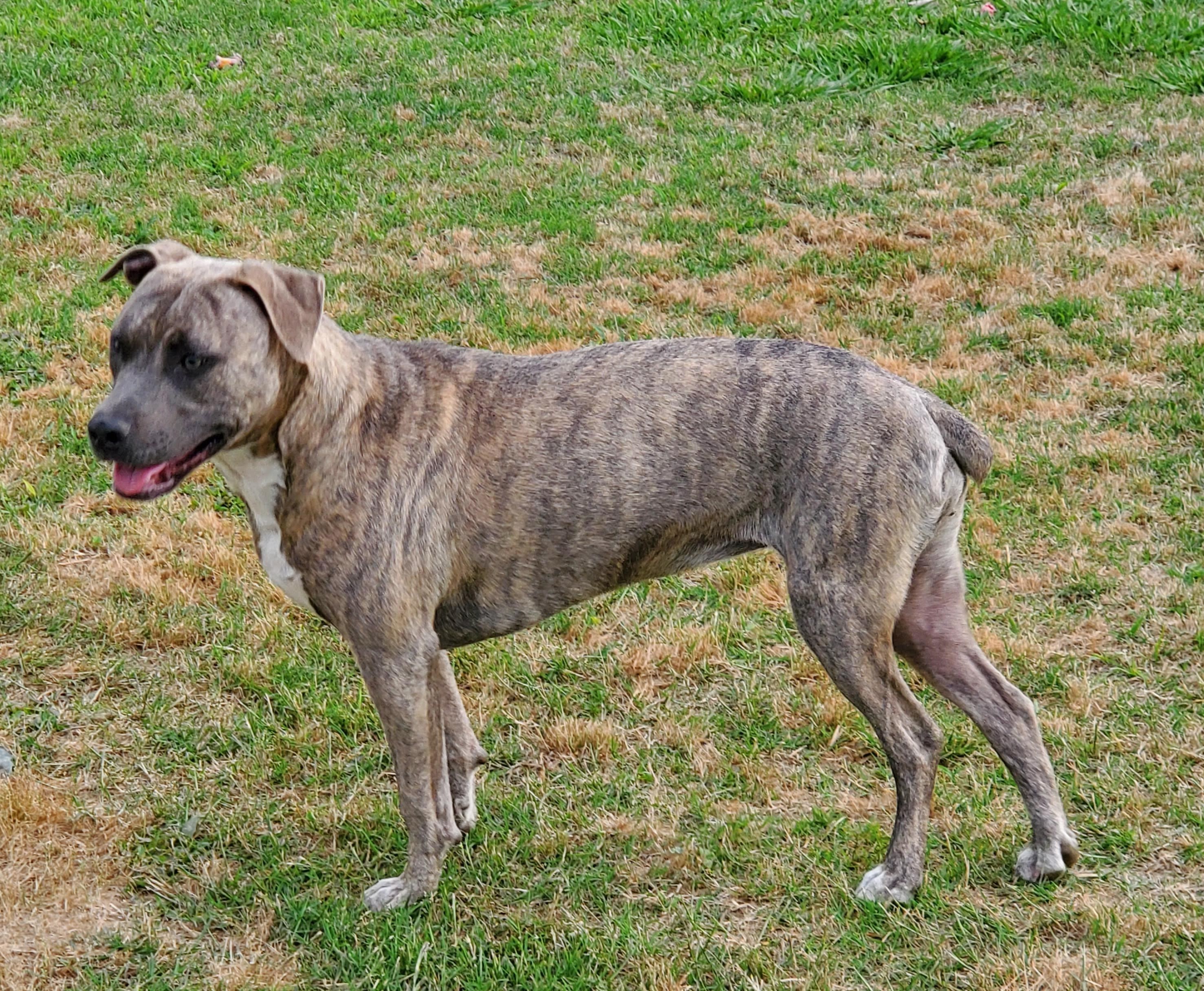 Oakley, an adoptable American Staffordshire Terrier in Jackson, TN, 38305 | Photo Image 3